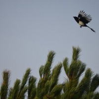 magpie in flight