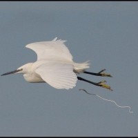 Little Egret