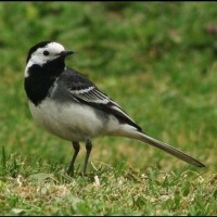 Pied Wagtail