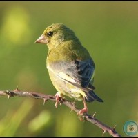 Greenfinch