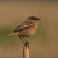 Female Stonechat