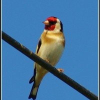 Goldfinch