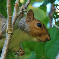 Grey Squirrel