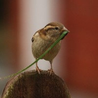 Female House Sparrow