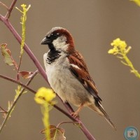 Male House Sparrow