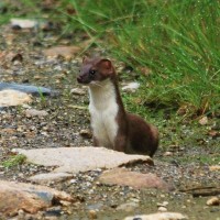 Stoat