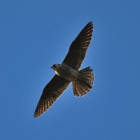 Peregrine