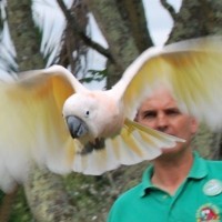 Bird in flight at Paradise Park