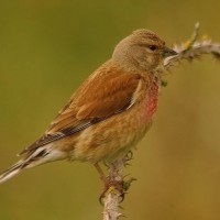 Linnet