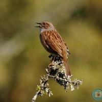 Dunnock