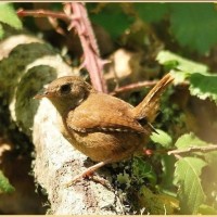 Wren