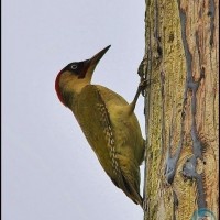 Male Green Woodpecker