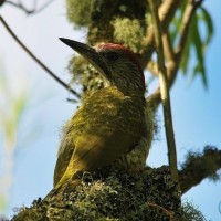 Young Male Green Woodpecker