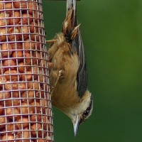 Nuthatch