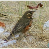 Redwing