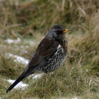 Fieldfare