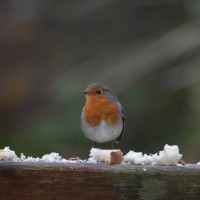 robin 1