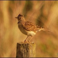 Skylark