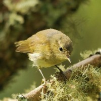 Chiffchaff