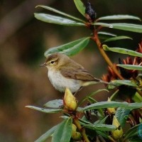 Chiffchaff