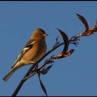 Male Chaffinch