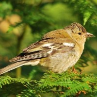 Female Chaffinch