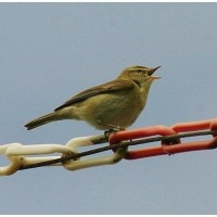 Willow Warbler