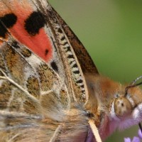 Painted Lady Butterfly