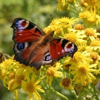 Peacock Butterfly