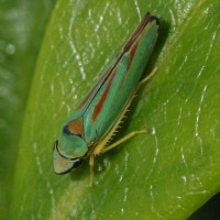 Candy Striped Leafhopper