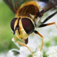 Hoverfly