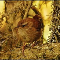 Wren