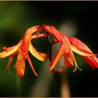 Crocosmia