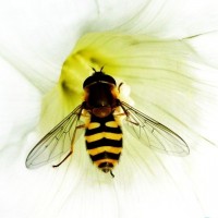 Hoverfly