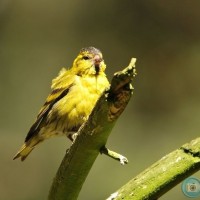 Male Siskin