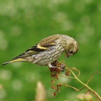 Female Siskin