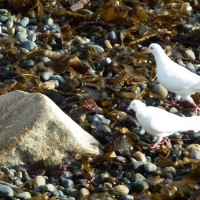 White Birds