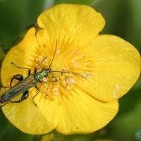 False Oil Beetle