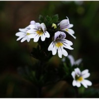 Eyebright