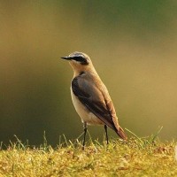 Wheatear