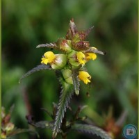 Yellow Rattle