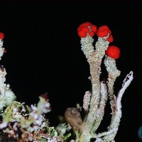 British Soldiers Lichen