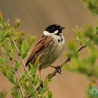 Reed Bunting