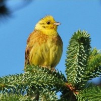 Yellowhammer