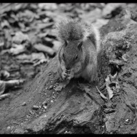 feeding squirrel