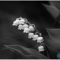 Lily Of The Valley