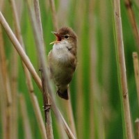 Reed Warbler