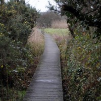 Marazion foot path through the marsh