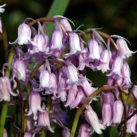 Pink form of Bluebell
