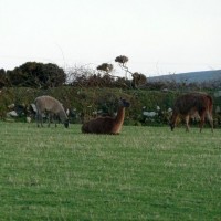 MIXED FARMING IN ST JUST AND COT VALLEY - 16JAN12